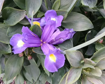 012 Plaisir, village fleuri