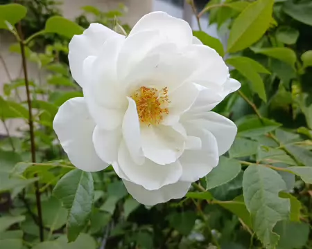 023 Rose blanche (rue Edmond Rostand, Plaisir)