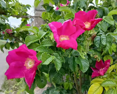 024 Le printemps à Plaisir