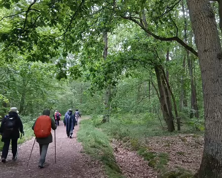 026 Arrivée dans la forêt départementale de Sainte-Apolline, au sud de Plaisir