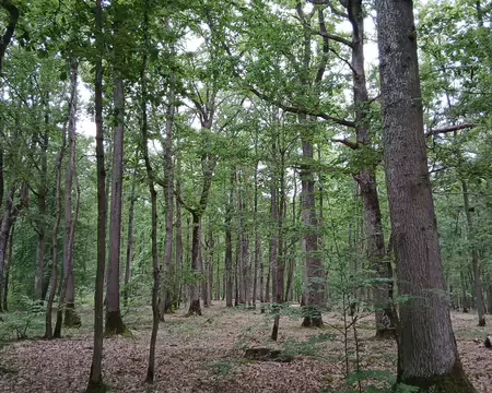 027 Chênaie (forêt de Sainte-Apolline)