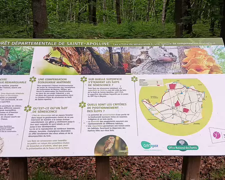 028 La forêt de Sainte-Apolline