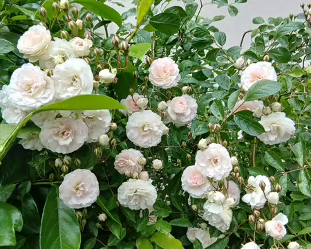 031 Roses (sente de la Fontaine, Neauphle-le-Château)
