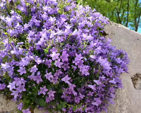 033 Campanules des murs