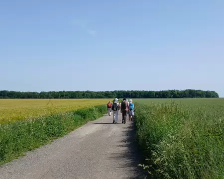 005 Chemin rural au milieu des grandes cultures céréalières (blé et orge) en direction de la forêt de Coye