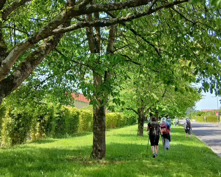 015 A l’ombre des cerisiers (boulevard de la Riolette à La Chapelle-en-Serval, Oise)