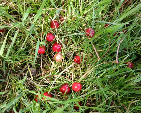 016 Le temps des cerises