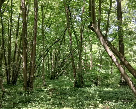 020 Ombre et lumière dans le sous-bois