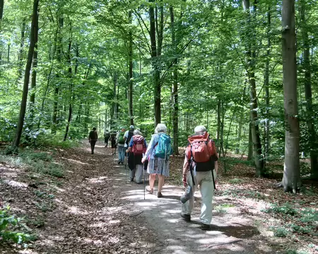 030 Chemin forestier (forêt de Coye)