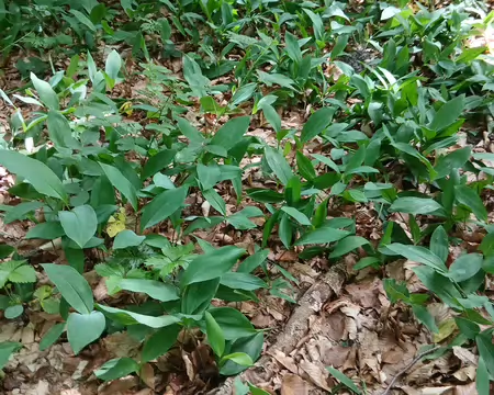 032 Muguet