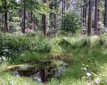 036 De l’autre côté du chemin, une autre mare, plus petite