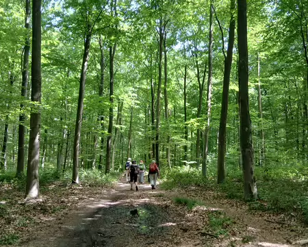 037 La route forestière de la Vallée aux Prêtres, dans la hêtraie