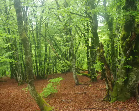 IMGP7992 Forêt vosgienne