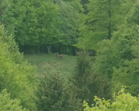 IMGP7994r Chamois (j’ai fait ce que j’ai pu, je n’avais pas apporté de zoom…)