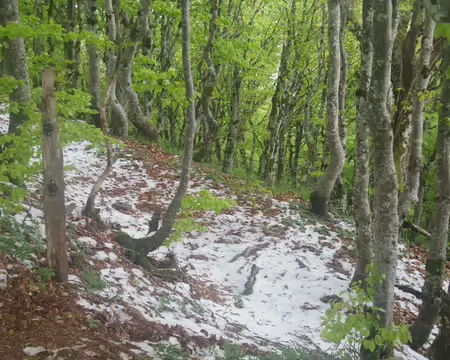 IMGP8065 Montée vers le Grand Ballon