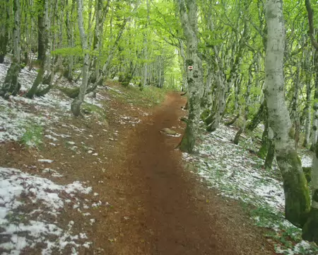 IMGP8067 Montée vers le Grand Ballon