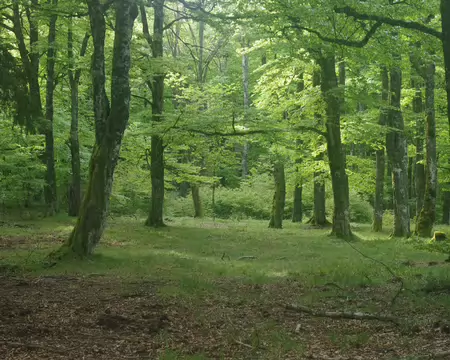 IMGP8142 Forêt vosgienne