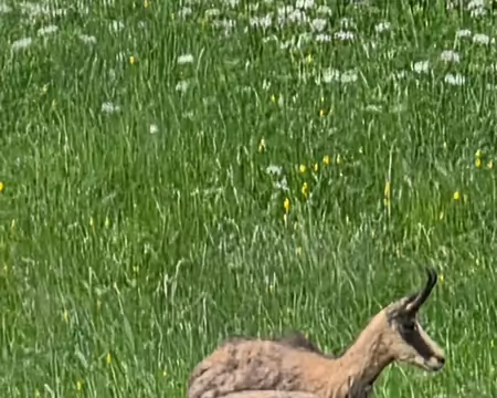 026 Chamois dans la prairie située en face de la grotte chapelle.