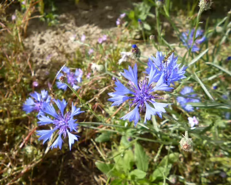 P1230294 J2 - Bleuets