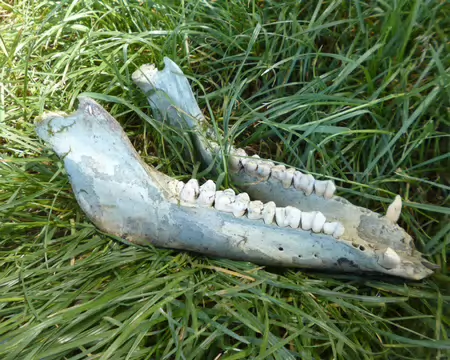 P1230309 Mandibule de sanglier. Merci à Marie-Claire et Loli