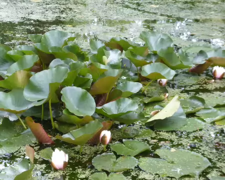 P1230331 Nénuphar