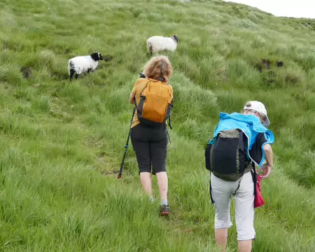 Les moutons font et défont les sentiers.