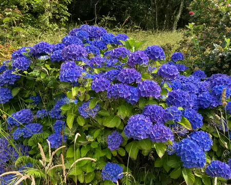 Incroyables couleurs des Hortensias ! (il y en aura d'autres)