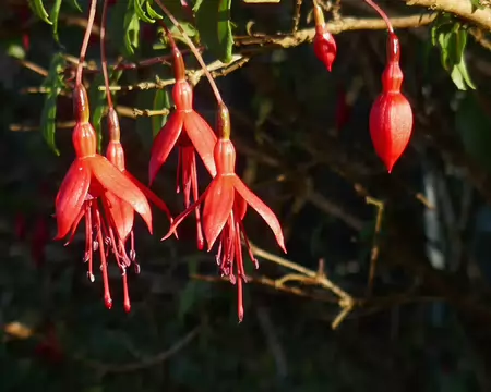 Fuschias d'Irlande.