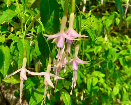 Fuschia de Magellan.