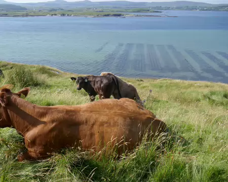 Pas que des moutons dans les prairies...