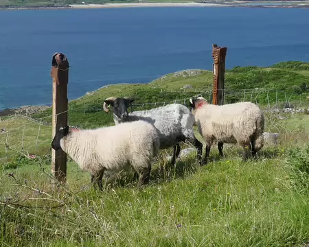 ... mais beaucoup de moutons.
