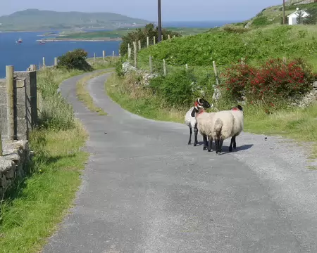Pas que des randonneurs sur les routes d'Irlande.