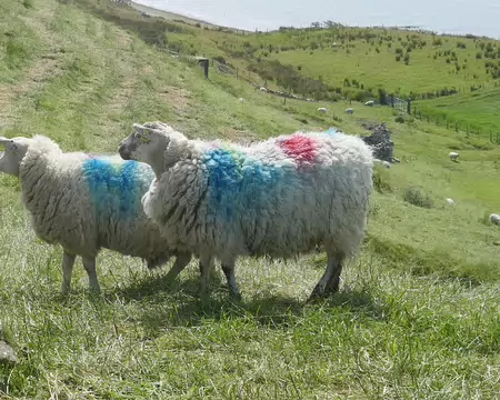 Mouton francophiles !