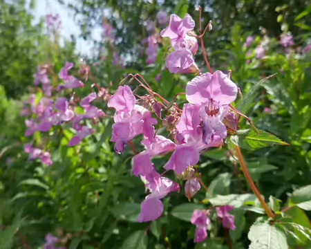 Balsamine de l'Himalaya, très belle mais invasive (comme en Lituanie l'an dernier).