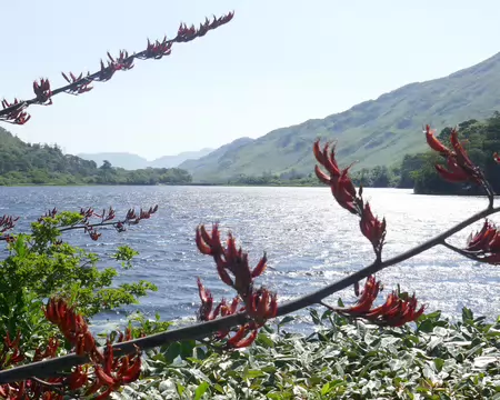 Lough Pollacappul et au premier plan, lin de Nouvelle-Zélande.