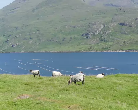 Killary Harbour. Les lignes blanches dans l'eau sont des élevages d'huitres.