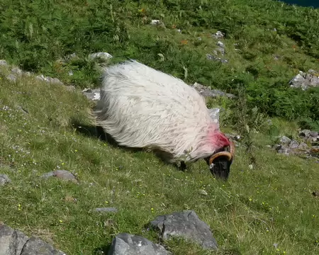 Un mouton à roulettes.