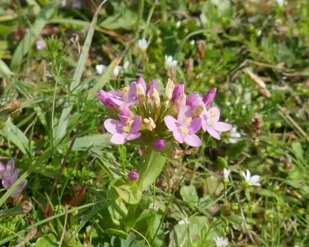 Petite centaurée du littoral.