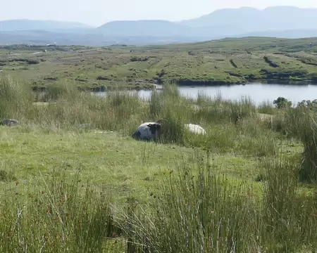 Les moutons se mettent à l'ombre des joncs, c'est dire !