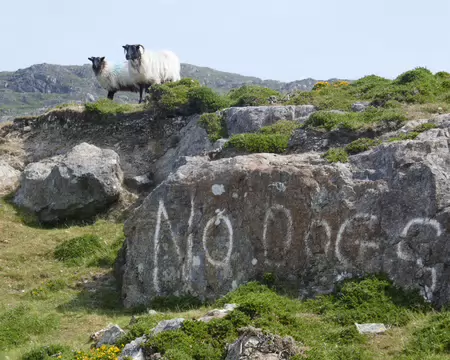 No dog, on peut le comprendre...