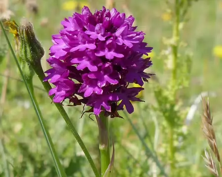 Orchis pyramidal.