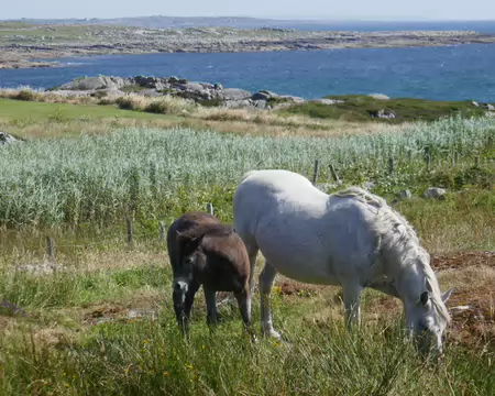Pas d'Irlande sans cheval. Mais cette jument a fauté, semble-t-il...