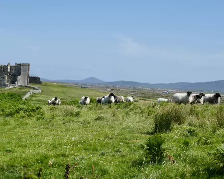 ... et quelques moutons.