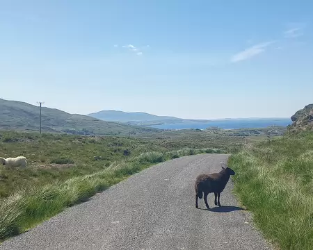 20260714_145724-01 Sur les petits routes