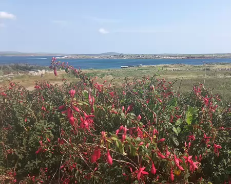 20260717_163528 Les fuschias en nombre, bordent les routes