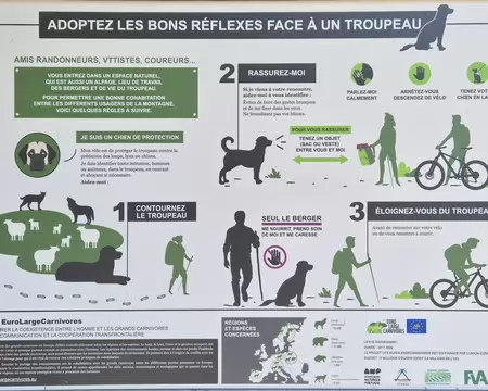 2026-07-14-10h15m38 Que faire face au patou ?