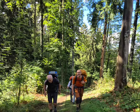 2026-08-21-16h15m49 Ambiance forestière ombragée