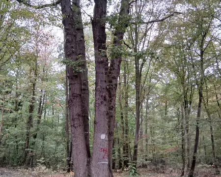 008 La forêt de Saint-Germain est constituée de chênes, de hêtres …