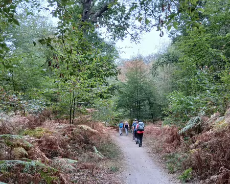 011 Début d’automne en forêt de Saint-Germain