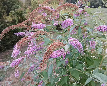 020 Buddleia (arbre à papillons)